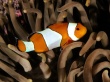 Percula clownfish Wallpaer