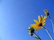 Sunny camilles Wallpaer