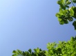 Summer nature Wallpaer