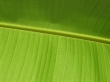 Vista green leaf Wallpaer