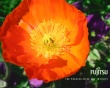 Fujitsu flower Wallpaer