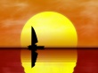 Sailing Wallpaer