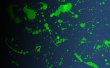 Paint Splash Wallpaer