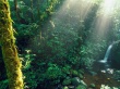 Monteverde Wallpaer