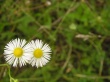 Two Flowers Wallpaer