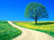 Spring road Wallpaer