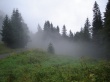 Forest fog Wallpaer