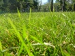 Grass in park Wallpaer