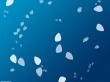Blue white shells Wallpaer