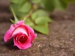 Pink rose Wallpaer