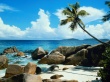 Beach palm tree Wallpaer