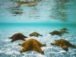Stars in water Wallpaer