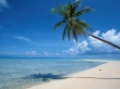 Beach tree Wallpaer