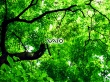 VAIO green leafs Wallpaer