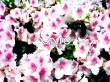 VAIO feeling Wallpaer