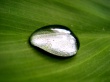 WinVista Plant Wallpaer