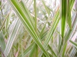 Vista nature Wallpaer