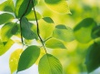 Vista green leafs Wallpaer