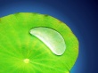 Light Green Vista Wallpaer