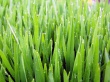 Green grass Wallpaer