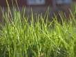 Vista grass 4 Wallpaer