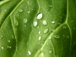 Water on leaf Wallpaer