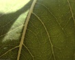 Autumn leaf Wallpaer