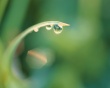 Water drops 2 Wallpaer