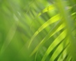 Green Vista Wallpaer