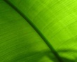Green plant Wallpaer