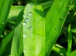 Water on leafs Wallpaer