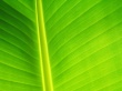 Light Green leaf Wallpaer