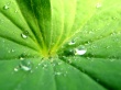 Vista green Wallpaer