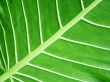 Vista leafs 2 Wallpaer
