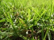Vista grass Wallpaer