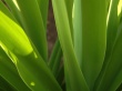 Vista leafs 3 Wallpaer