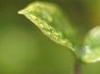 Great nature Wallpaer