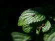 Vista leafs 4 Wallpaer