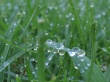Water on leafs Wallpaer