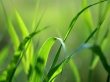 Vista grass 3 Wallpaer
