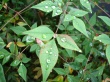 Green leafs Wallpaer