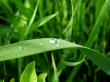 Vista leafs 5 Wallpaer