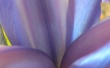 Blue flower Wallpaer