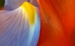 Multicolor flower Wallpaer