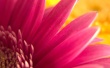 Red flower Wallpaer