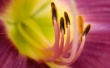 Red flower Wallpaer