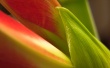 Flower petals Wallpaer