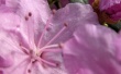 Pink flower Wallpaer