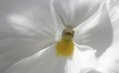 White flower Wallpaer
