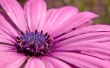 Pink flower Wallpaer
